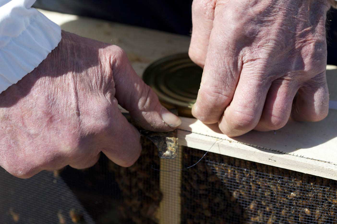 Buying Bees: 4 Ways to Start Your First Hive