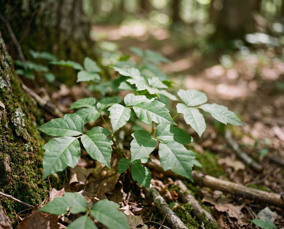 poison ivy on the ground in the woods