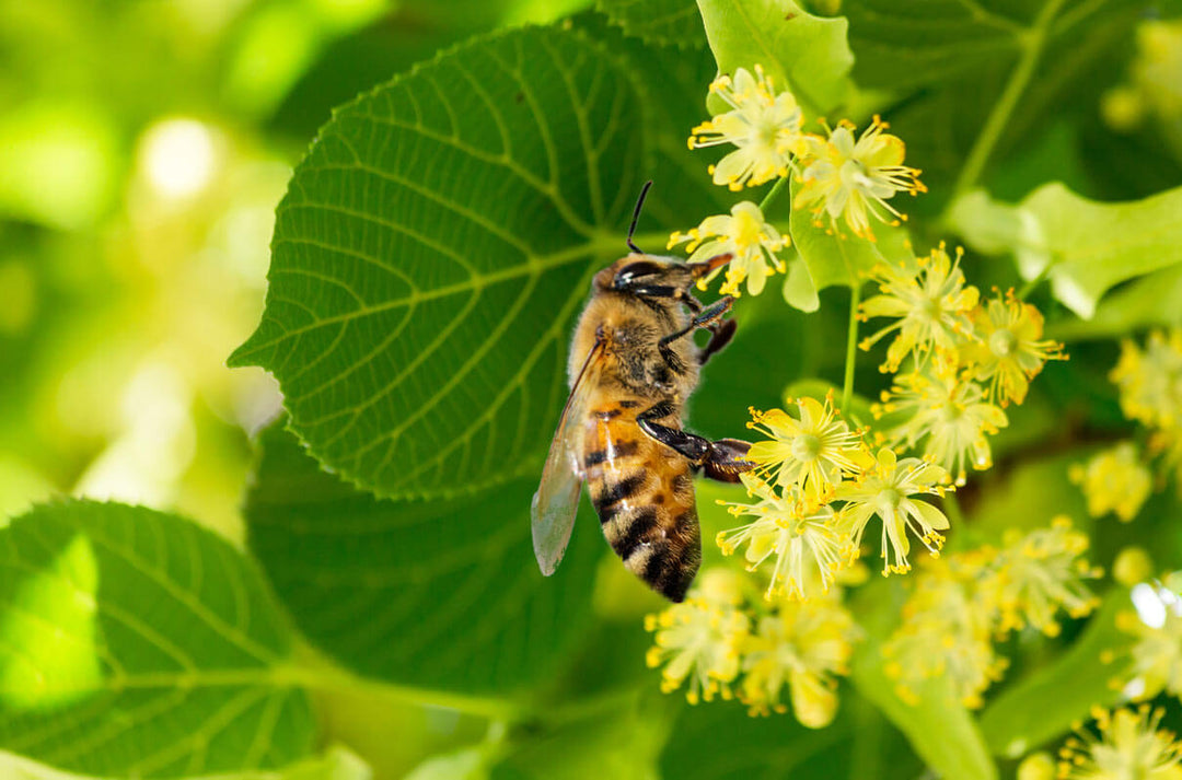 linden basswood blossoms and bee