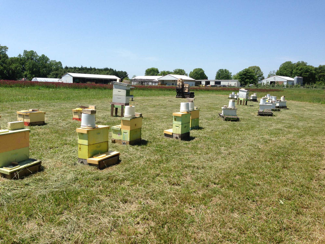 Beekeeping in Maryland: Why It Matters and How to Help
