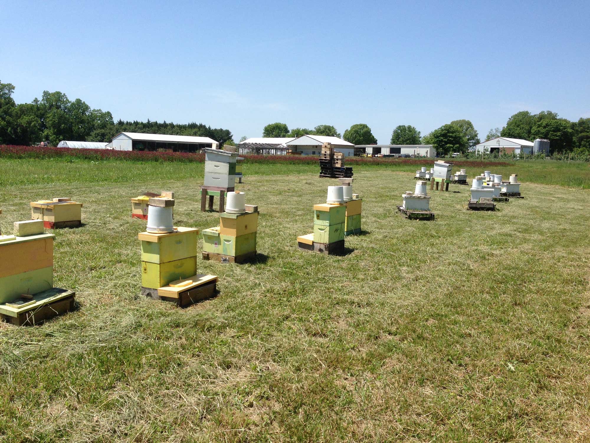 Beekeeping in Maryland: Why It Matters and How to Help