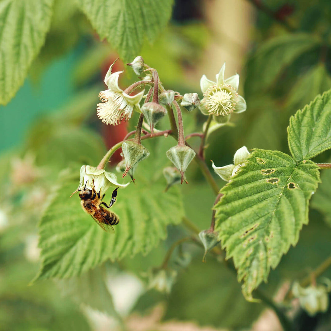 What Is Raspberry Honey?