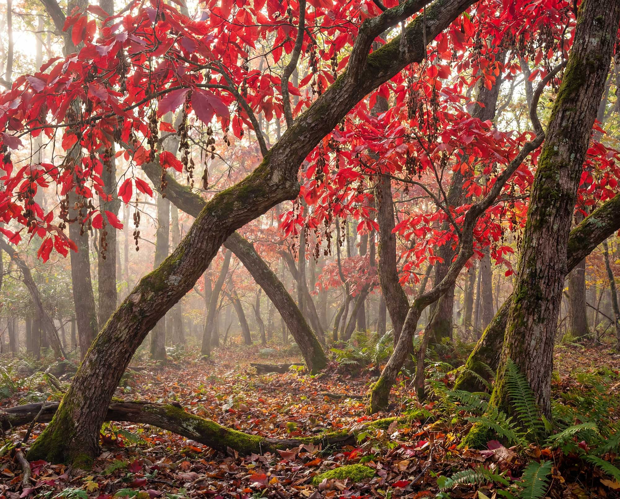 sourwood grove