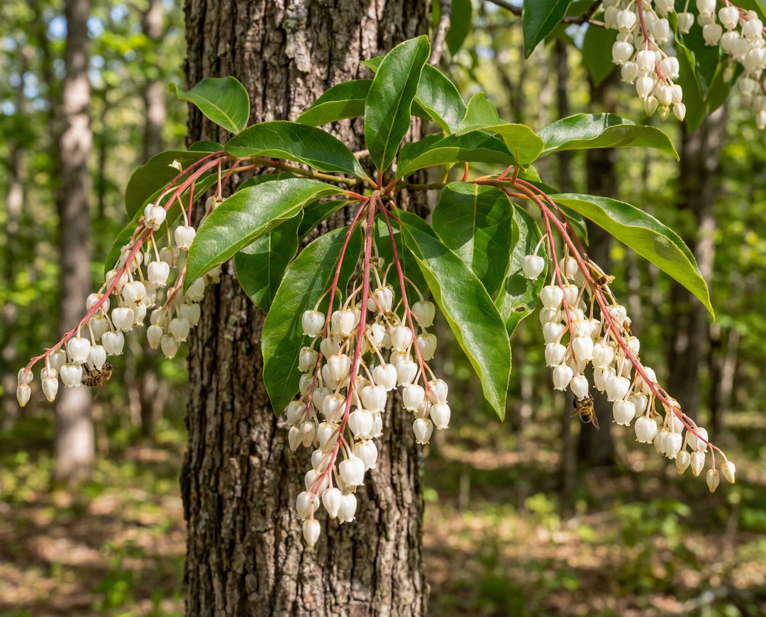 What Is Sourwood Honey?