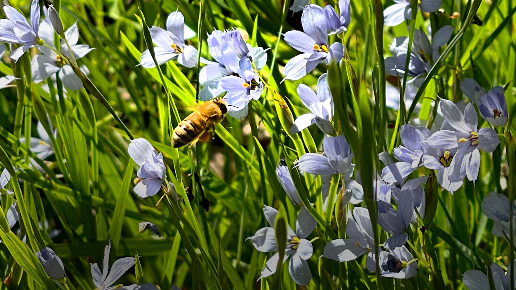 Bee on a purple flower 
