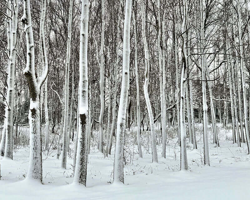 Forest of snow-covered trees 