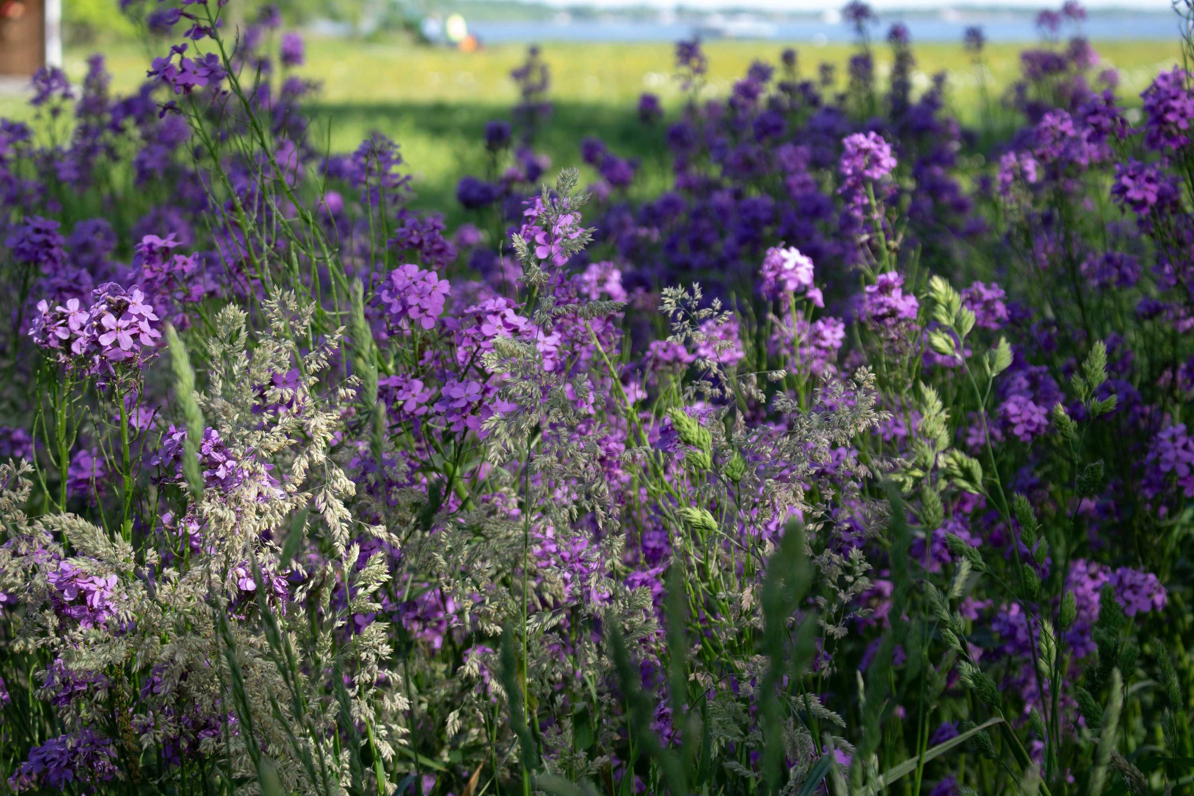 field of flox on chesterhaven beach farm