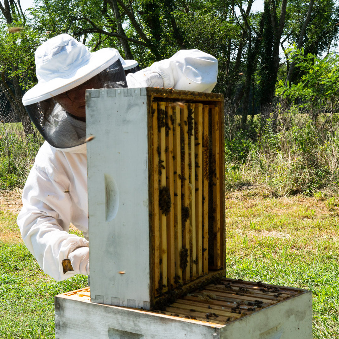 Person in beekeeping suit inspecting a beehive in an outdoor setting