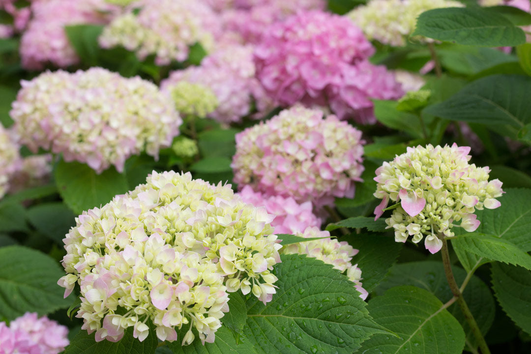 Close-up of pink and green hydrangea flowers with leaves.