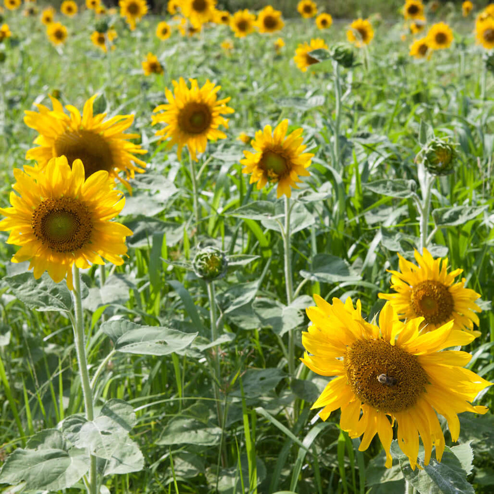 field of sunflowers 