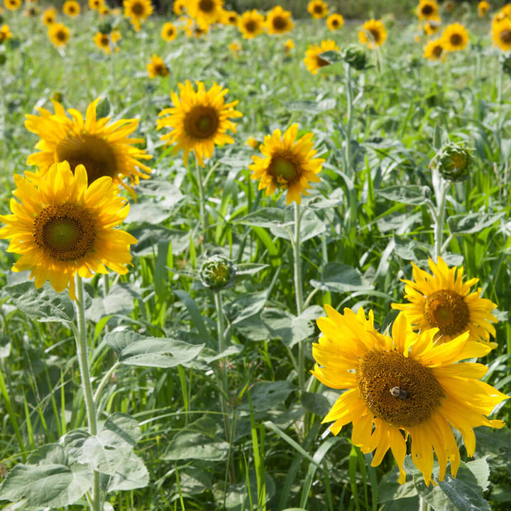 field of sunflowers 